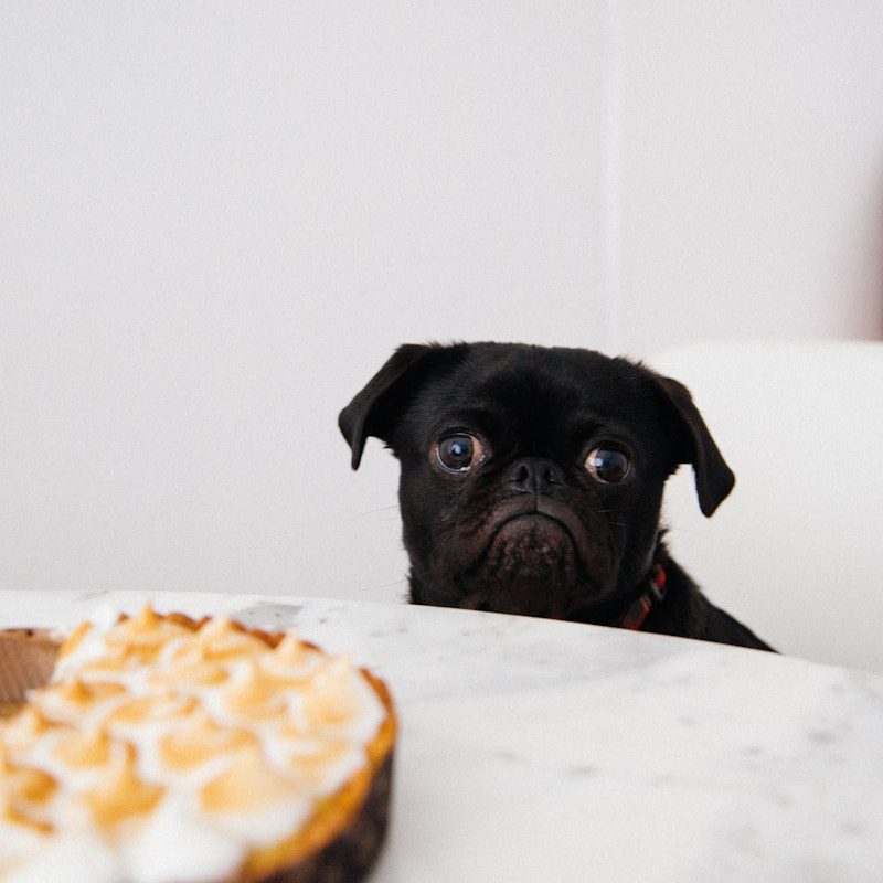 black pug looking at pie